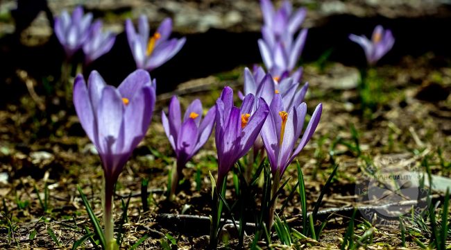 Medicinal and rare plants in Sutjeska National Park
