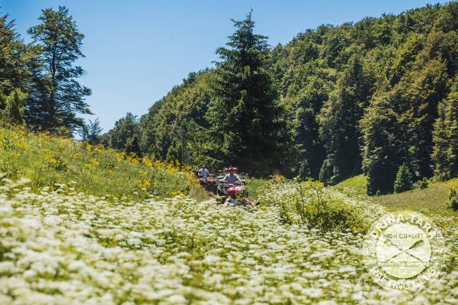 ATV Quad - Zlatni Bor